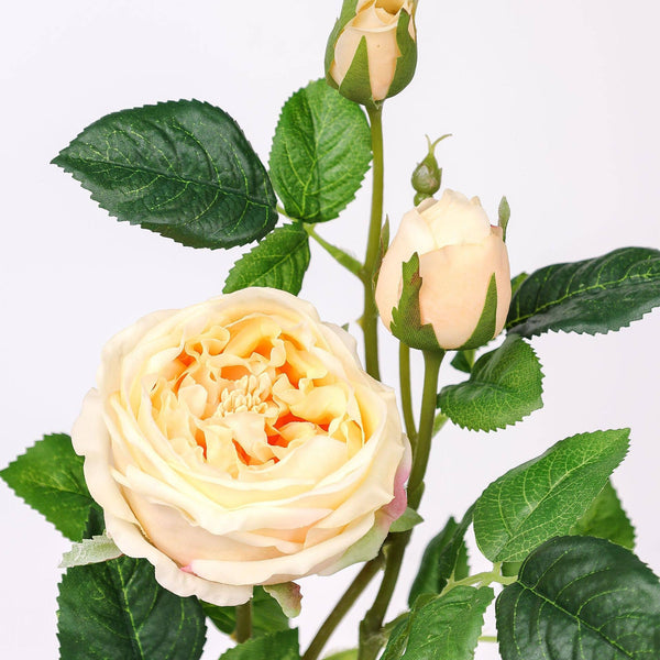 17"Or 30"Premium Real touch English Austin Cabbage Rose Stem: 30"-White