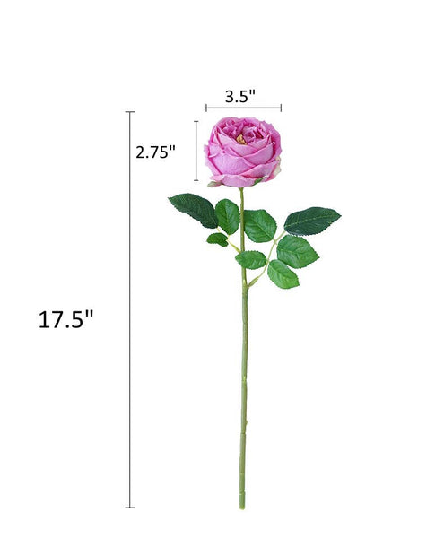 17"Or 30"Premium Real touch English Austin Cabbage Rose Stem: 30"-White